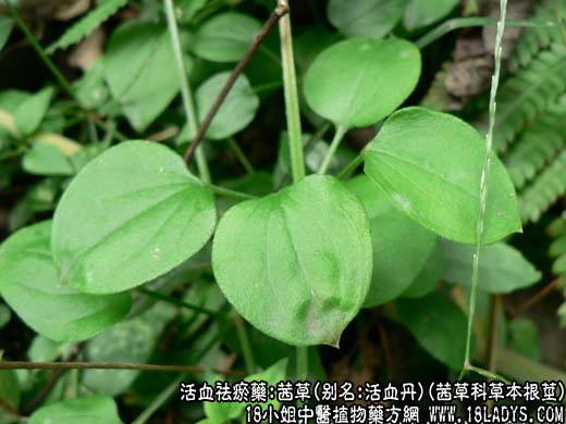 茜草_茜草的功效与作用 - 第1张  | 中药养生知识-中草药的功效与作用