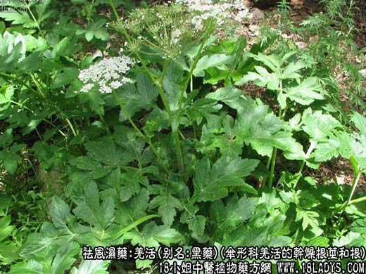 羌活_羌活的功效与作用_羌活图片 - 第1张  | 中药养生知识-中草药的功效与作用