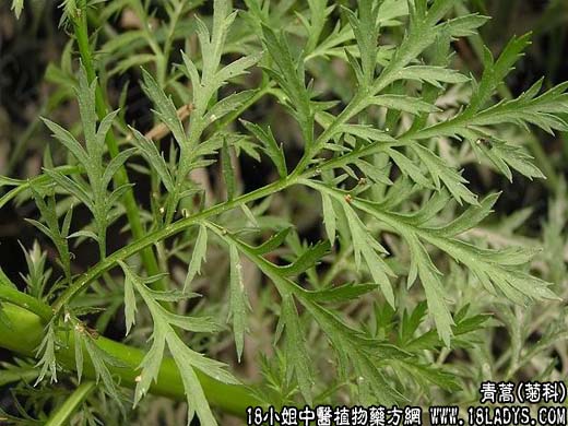 青蒿【菊科】 - 第1张  | 中药养生知识-中草药的功效与作用