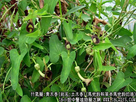 青木香_青木香的功效与作用 - 第1张  | 中药养生知识-中草药的功效与作用