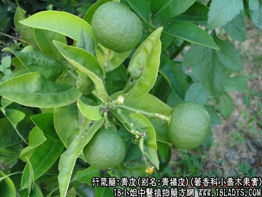 青皮_青皮的功效与作用 - 第1张  | 中药养生知识-中草药的功效与作用