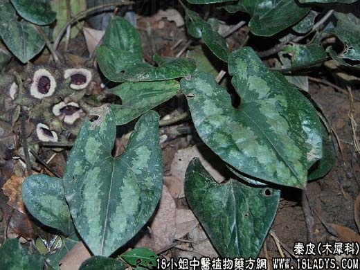秦皮【木犀科】 - 第1张  | 中药养生知识-中草药的功效与作用