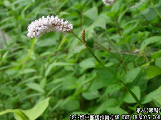 拳参【蓼科】 - 第1张  | 中药养生知识-中草药的功效与作用