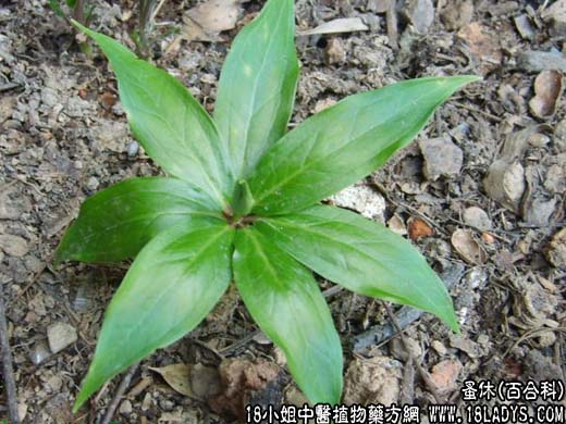 蚤休【百合科】 - 第1张  | 中药养生知识-中草药的功效与作用