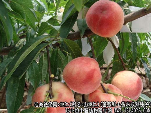 桃仁_桃仁的作用与功效 - 第1张  | 中药养生知识-中草药的功效与作用
