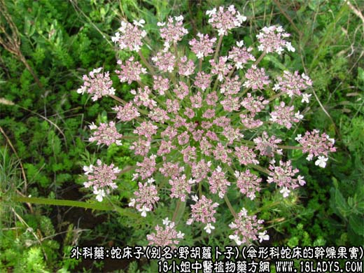 蛇床子_蛇床子的功效与作用_蛇床子图片 - 第1张  | 中药养生知识-中草药的功效与作用