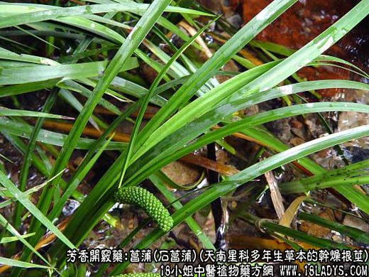 菖蒲_菖蒲的功效与作用_菖蒲图片 - 第1张  | 中药养生知识-中草药的功效与作用