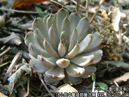 瓦松【景天科】 - 第1张  | 中药养生知识-中草药的功效与作用