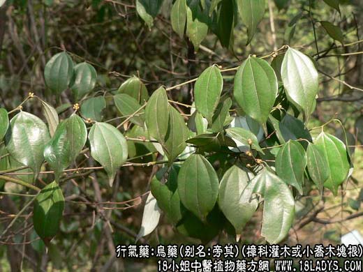 乌药_乌药的功效与作用 - 第1张  | 中药养生知识-中草药的功效与作用