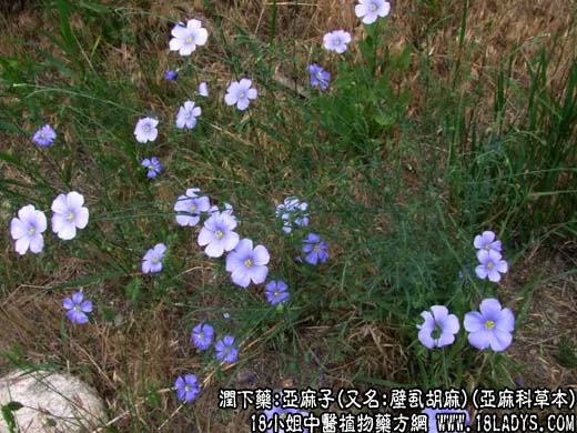 亚麻子 - 第1张  | 中药养生知识-中草药的功效与作用