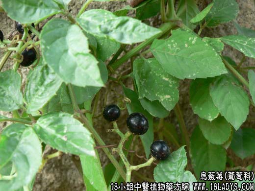 乌蔹莓【葡萄科】 - 第1张  | 中药养生知识-中草药的功效与作用