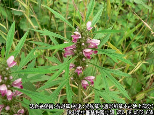 益母草_益母草的功效与作用 - 第1张  | 中药养生知识-中草药的功效与作用