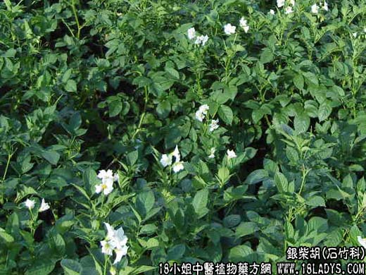 银柴胡【石竹科】 - 第1张  | 中药养生知识-中草药的功效与作用