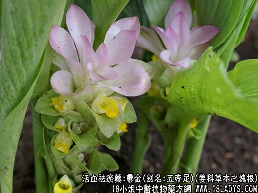郁金_郁金的功效与作用 - 第1张  | 中药养生知识-中草药的功效与作用