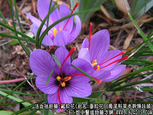藏红花_藏红花的功效与作用 - 第1张  | 中药养生知识-中草药的功效与作用