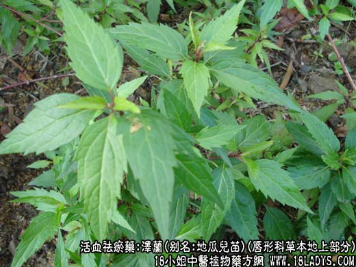 泽兰_泽兰的功效与作用 - 第1张  | 中药养生知识-中草药的功效与作用