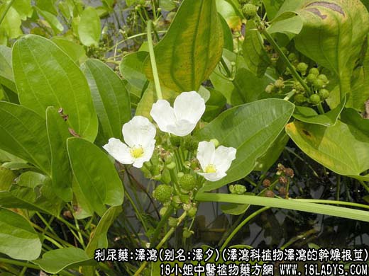 泽泻_泽泻的功效与作用_泽泻图片 - 第1张  | 中药养生知识-中草药的功效与作用