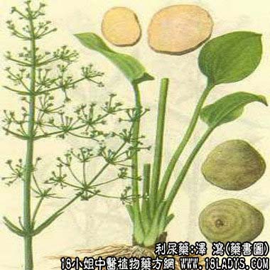 泽泻_泽泻的功效与作用_泽泻图片 - 第3张  | 中药养生知识-中草药的功效与作用
