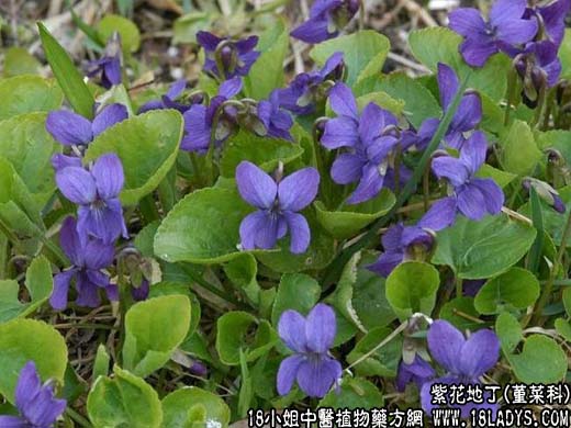 紫花地丁【堇菜科】 - 第1张  | 中药养生知识-中草药的功效与作用